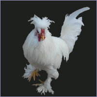 White Rooster.