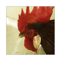 Red Rooster Drinking From A Fountain.