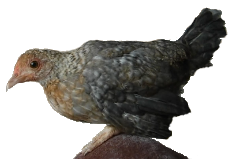 True Bantam Pullet